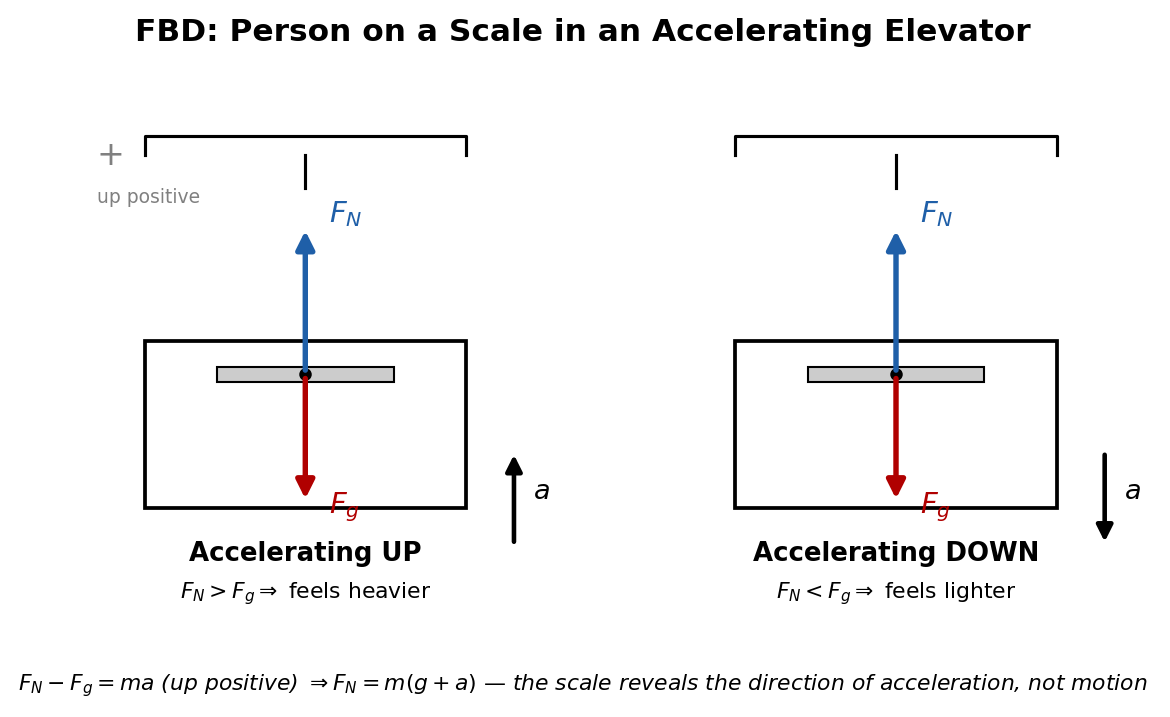 Two free-body diagrams of a person on a scale in an elevator: accelerating upward makes the normal force greater than gravity so the scale reads heavier, while accelerating downward makes the normal force less than gravity so the scale reads lighter