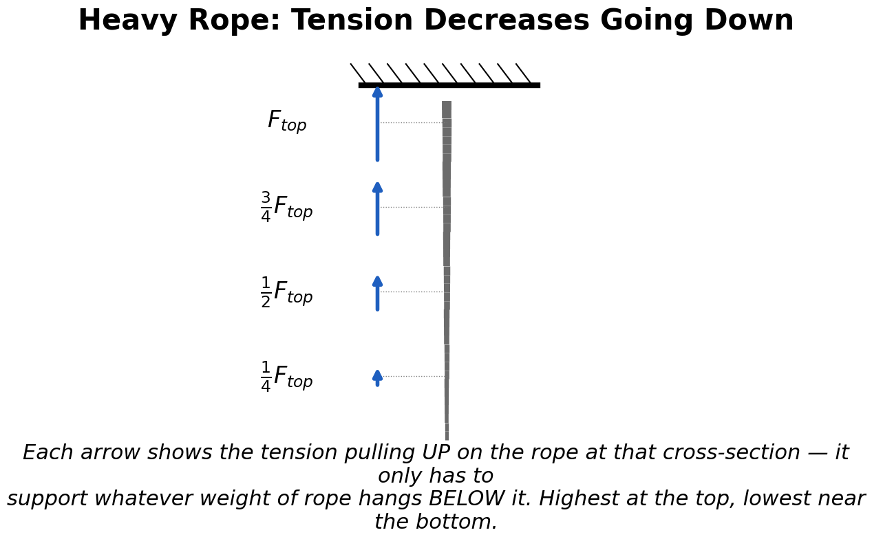 A heavy rope hanging from a ceiling with tension arrows at four heights, showing the tension is largest at the top and decreases going down, since each point only has to support the rope's weight below it